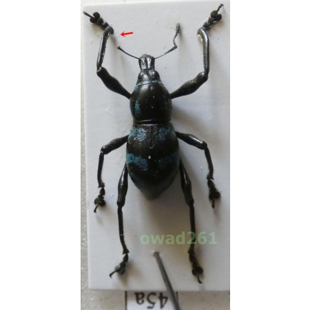 Metapocyrtus lindabonus W.Schultze, 1922 male Philippines54a